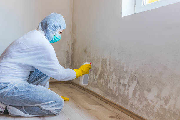 Licensed Mold Remediation service in Vandalia, MI - WQB Mold Removal